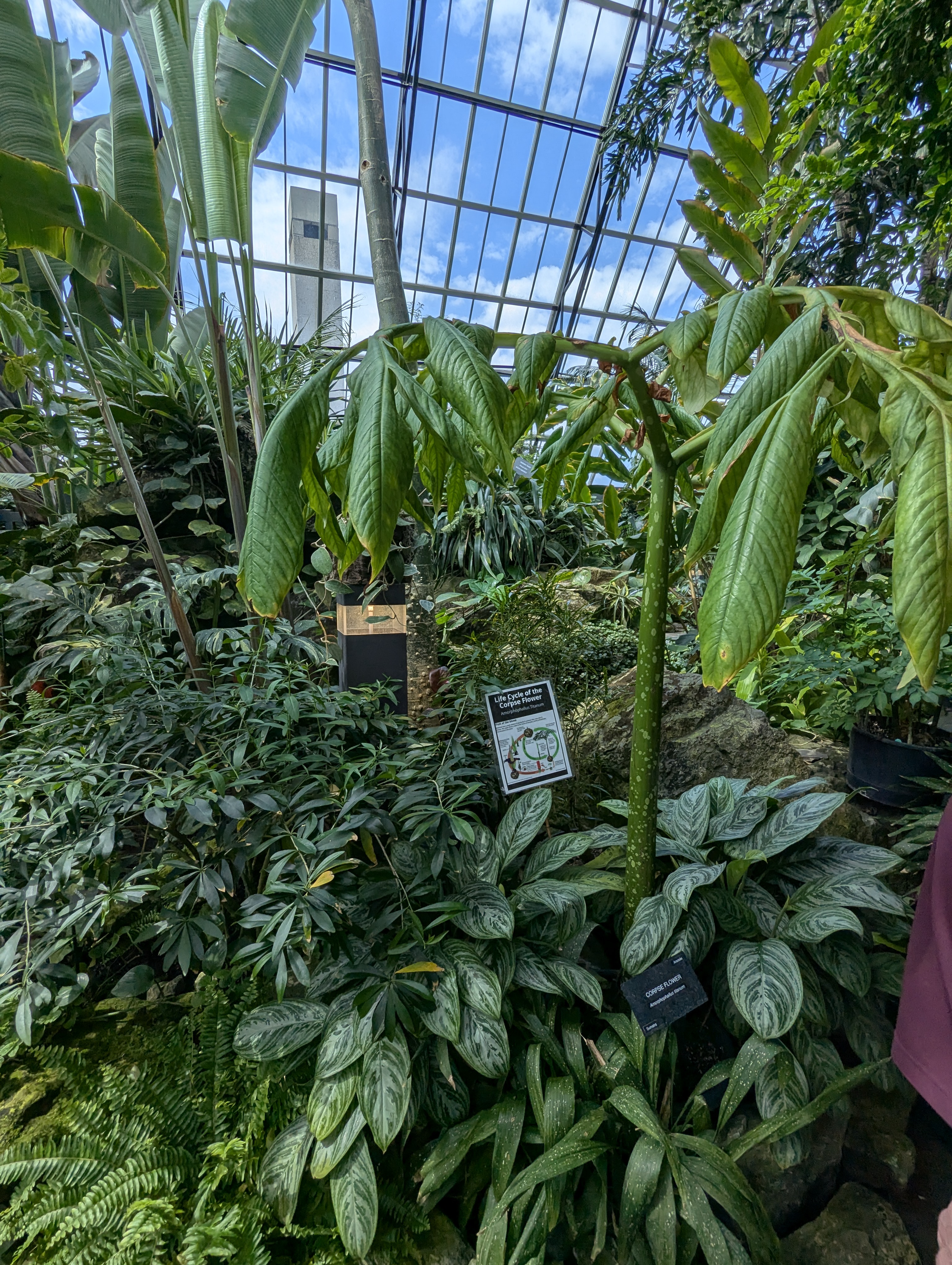 Birthday Trip to Canada, Edmonton, Pyramids, Muttart Observatory